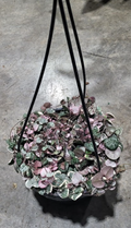 8" String of Hearts Variegated HB